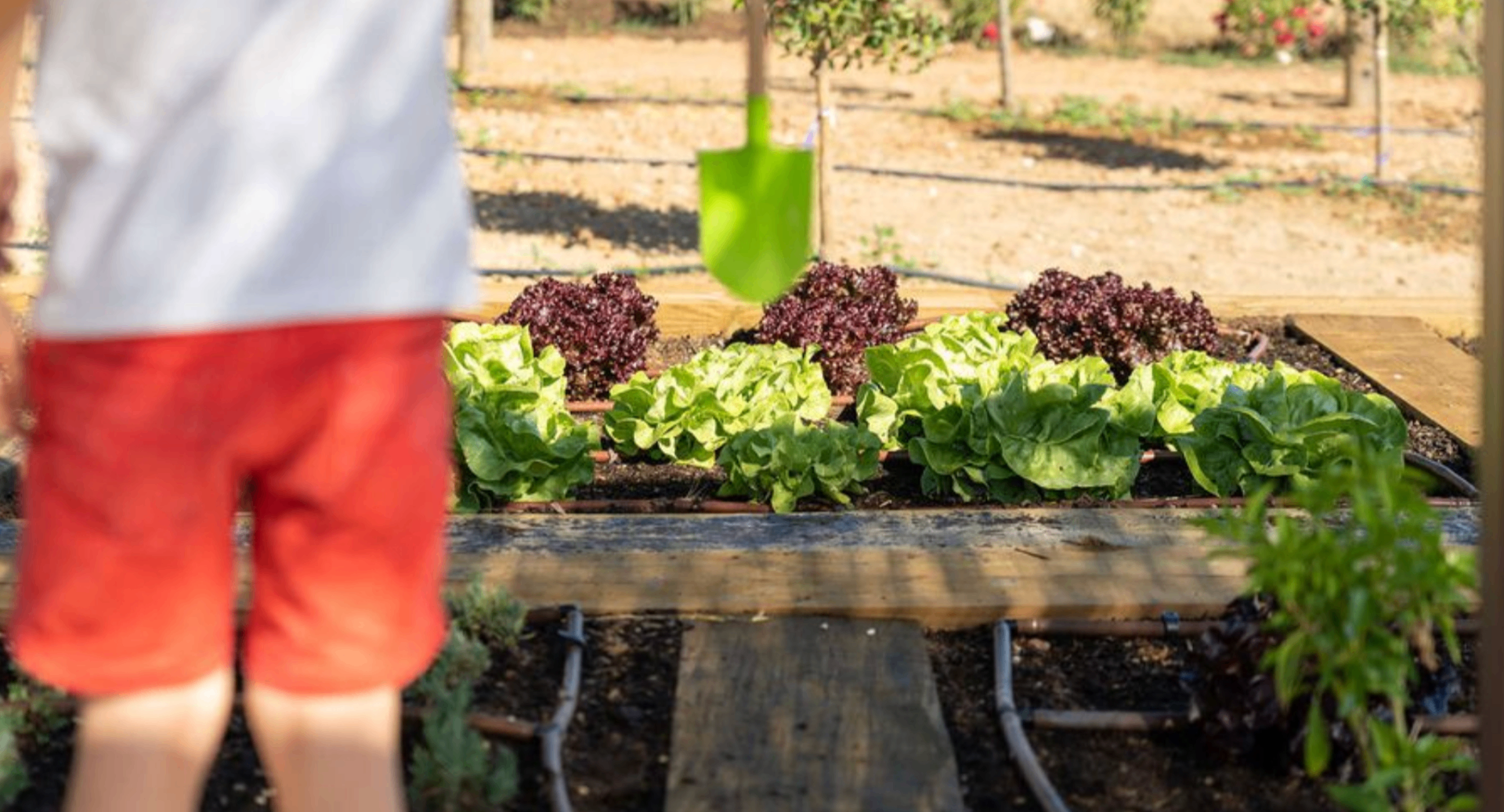 Octant Évora, Évora